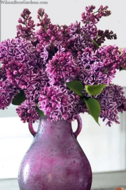 Sensation French Lilac (Syringa) - 3 Gallon Pot 9 Sensation French Lilac (Syringa) - 3 Gallon Pot -Lawn Starter Shop syringa vulgaris sensation french lilac 8
