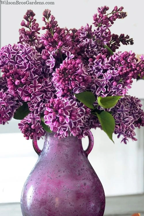 Sensation French Lilac (Syringa) - 3 Gallon Pot 3 Sensation French Lilac (Syringa) - 3 Gallon Pot - Image 3