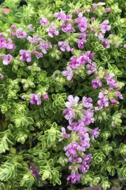 Highland Cream Creeping Thyme - 5 Pack Of Quart Pots -Lawn Starter Shop thyme highland cream 500x750 1