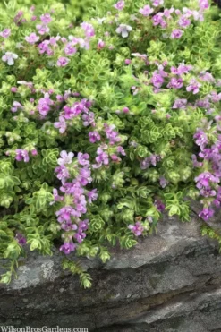 Highland Cream Creeping Thyme - 5 Pack Of Quart Pots -Lawn Starter Shop thymus praecox highland creeping thyme 1