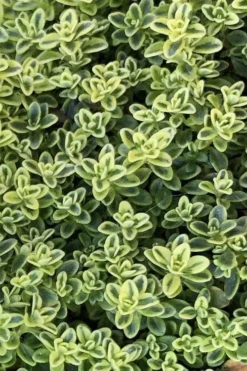 Highland Cream Creeping Thyme - 5 Pack Of Quart Pots -Lawn Starter Shop thymus praecox highland creeping thyme 4
