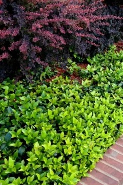 Asian Jasmine - Asiatic Jasmine - 1 Gallon Pot -Lawn Starter Shop trachelospermum asiaticum asian jasmine 2 1