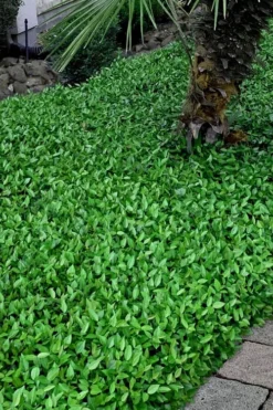 Asian Jasmine - Asiatic Jasmine - 1 Gallon Pot -Lawn Starter Shop trachelospermum asiaticum asian jasmine 3 1