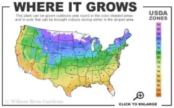 Fancy Finch Ajuga (Bugleweed) - 5 Pack Of Quart Pots -Lawn Starter Shop usda zone map