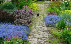 Georgia Blue Veronica Umbrosa - 6 Pack Of 1 Gallon Pots -Lawn Starter Shop veronica peduncularis georgia blue speedwell 1