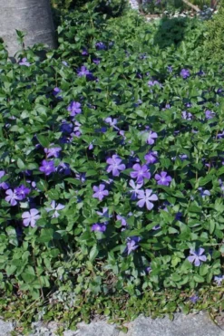 Bigleaf Periwinkle (Vinca Major) - 6 Pack Of Pint Pots -Lawn Starter Shop vinca major bigleaf periwinkle 10