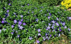 Bigleaf Periwinkle (Vinca Major) - 6 Pack Of Pint Pots -Lawn Starter Shop vinca major bigleaf periwinkle 11