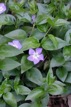 Bigleaf Periwinkle (Vinca Major) - 6 Pack Of Pint Pots -Lawn Starter Shop vinca major bigleaf periwinkle 12