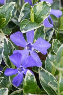 Ralph Shugert Variegated Periwinkle (Vinca Minor) - 6 Pack Of Pint Pots