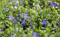 Ralph Shugert Variegated Periwinkle (Vinca Minor) - 10 Pack Of Pint Pots -Lawn Starter Shop vinca minor ralph shugert variegated evergreen periwinkle 3 3