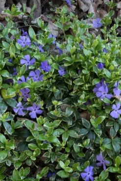 Ralph Shugert Variegated Periwinkle (Vinca Minor) - 6 Pack Of Pint Pots -Lawn Starter Shop vinca minor ralph shugert variegated evergreen periwinkle 4 2
