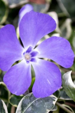 Ralph Shugert Variegated Periwinkle (Vinca Minor) - 10 Pack Of Pint Pots -Lawn Starter Shop vinca minor ralph shugert variegated evergreen periwinkle 6 3