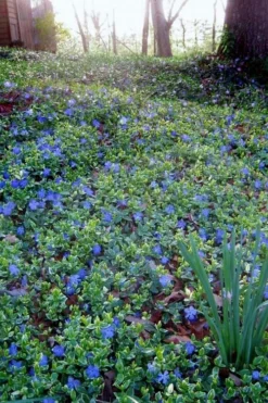 Ralph Shugert Variegated Periwinkle (Vinca Minor) - 6 Pack Of Pint Pots -Lawn Starter Shop vinca minor ralph shugert variegated evergreen periwinkle 7 2