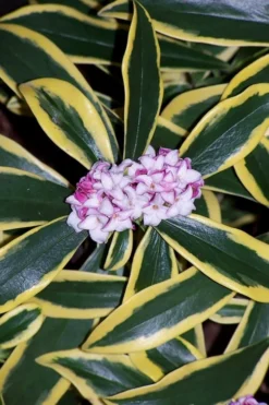 Marianni Variegated Pink Winter Daphne - 2 Gallon Pot -Lawn Starter Shop winter daphne marianni 3