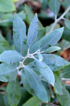 Woodlanders Blue Dusty Zenobia (Honeycup) - 3 Gallon Pot -Lawn Starter Shop zenobia woodlanders blue 21