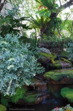 Woodlanders Blue Dusty Zenobia (Honeycup) - 3 Gallon Pot -Lawn Starter Shop zenobia woodlanders blue 25